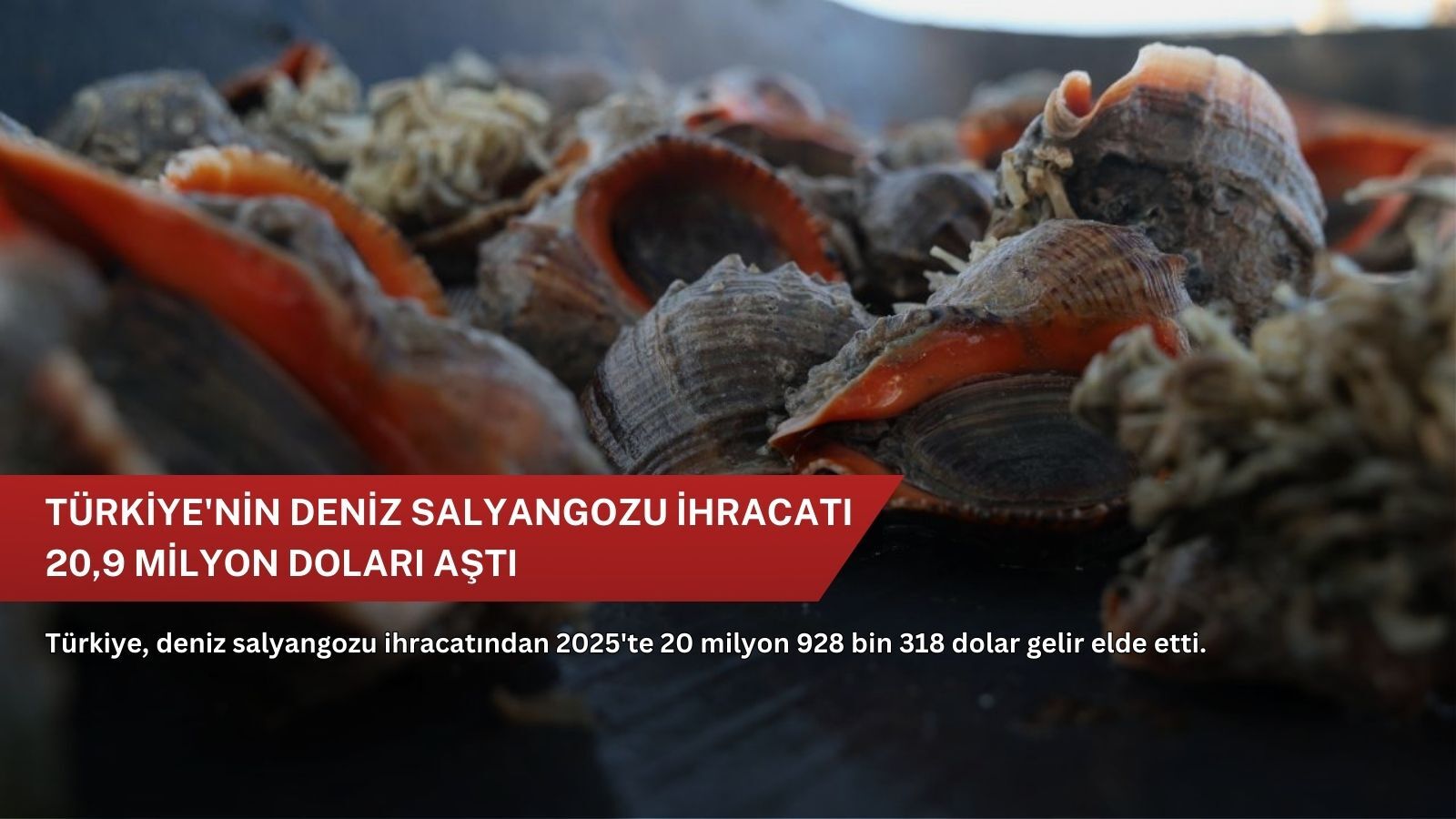 Türkiye'nin deniz salyangozu ihracatı 20,9 milyon doları aştı