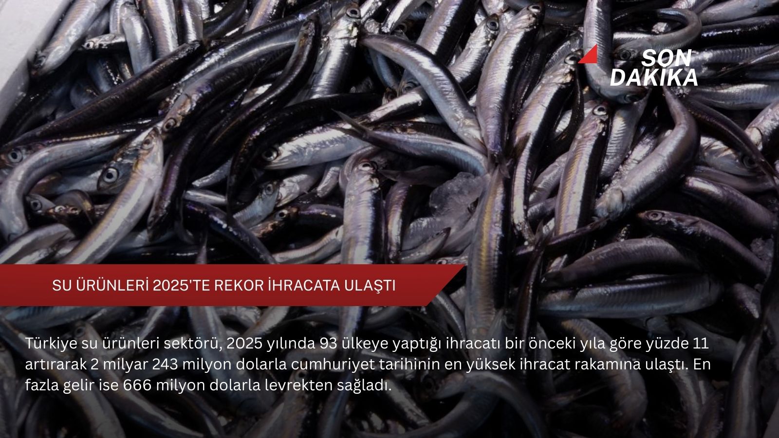 Su ürünleri 2025'te rekor ihracata ulaştı