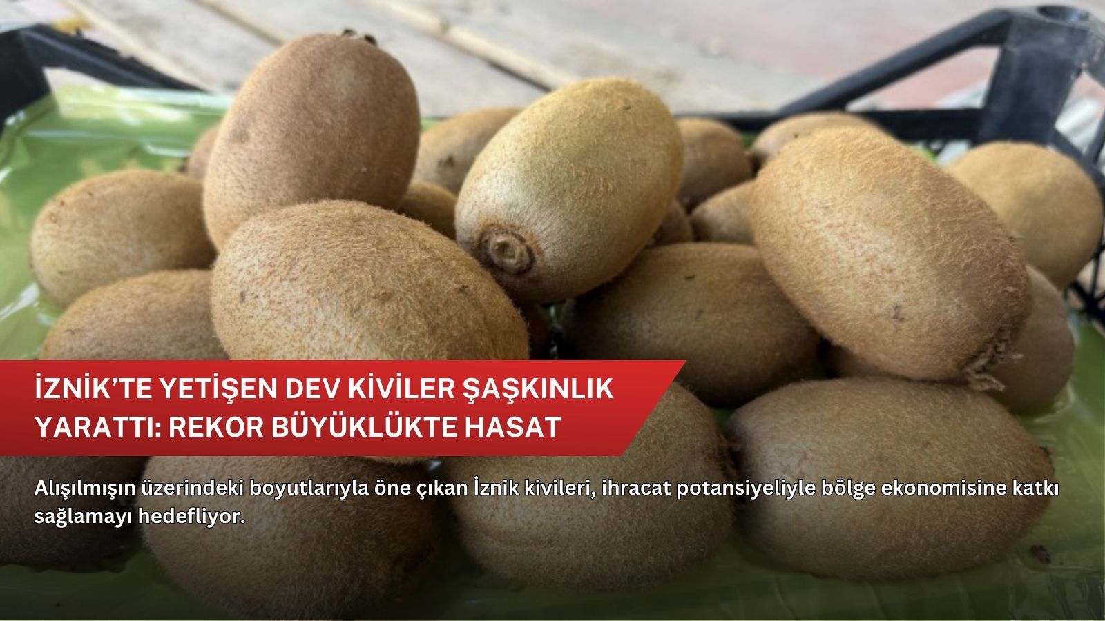 İznik’te yetişen dev kiviler şaşkınlık yarattı: Rekor büyüklükte hasat