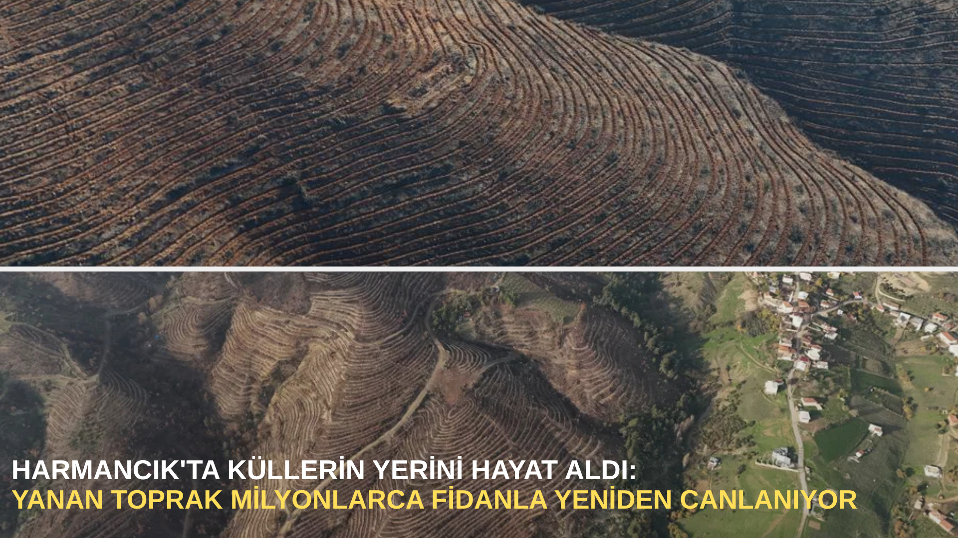 Harmancık'ta küllerin yerini hayat aldı: yanan toprak milyonlarca fidanla yeniden canlanıyor