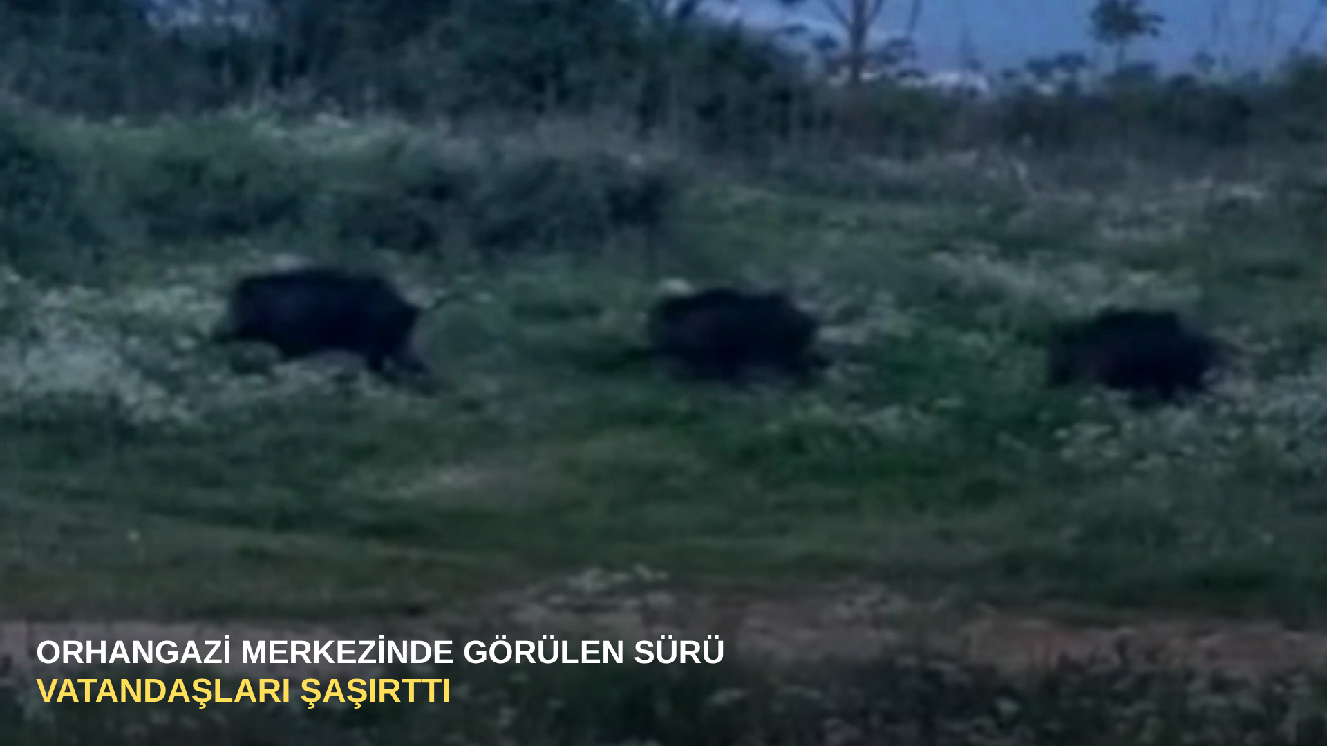 Orhangazi merkezinde görülen sürü vatandaşları şaşırttı