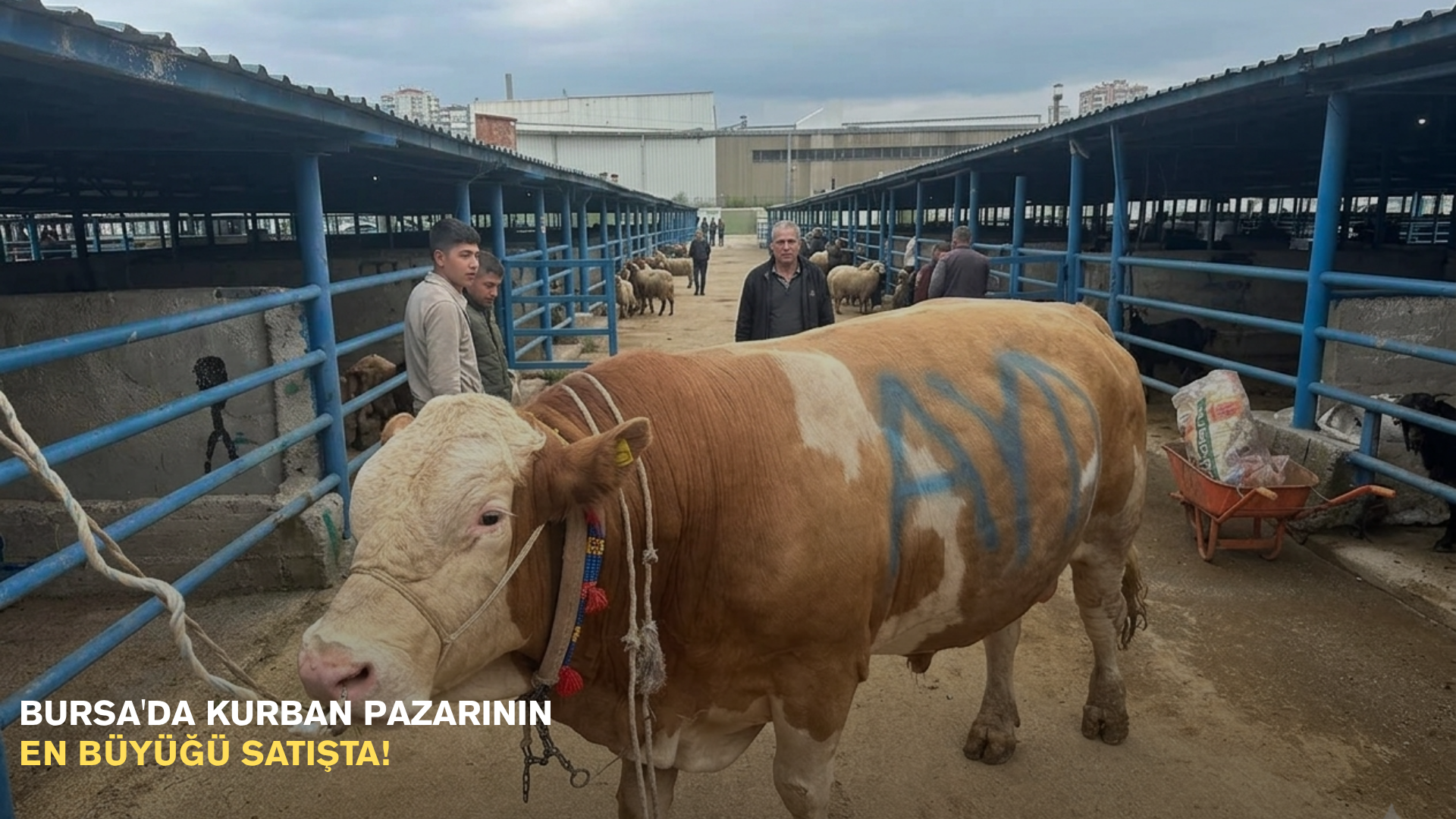 Bursa'da kurban pazarının en büyüğü satışta!