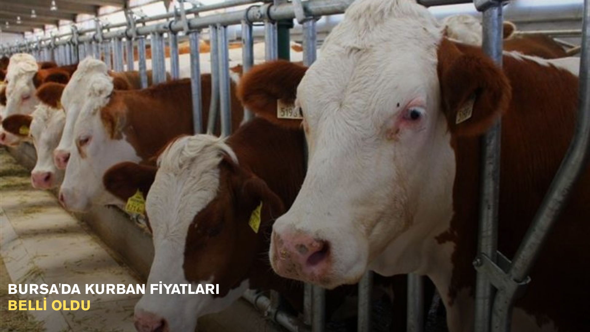 Bursa'da kurban fiyatları belli oldu
