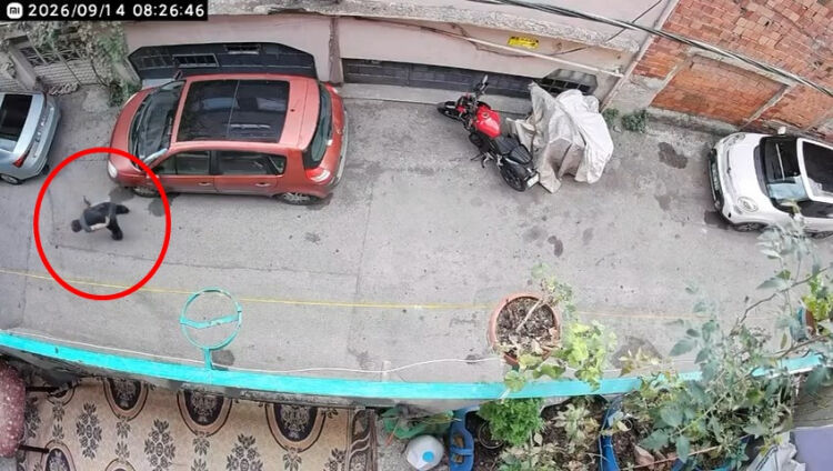 Bursa'da skandal görüntüler! Kediye böyle şiddet uyguladı...