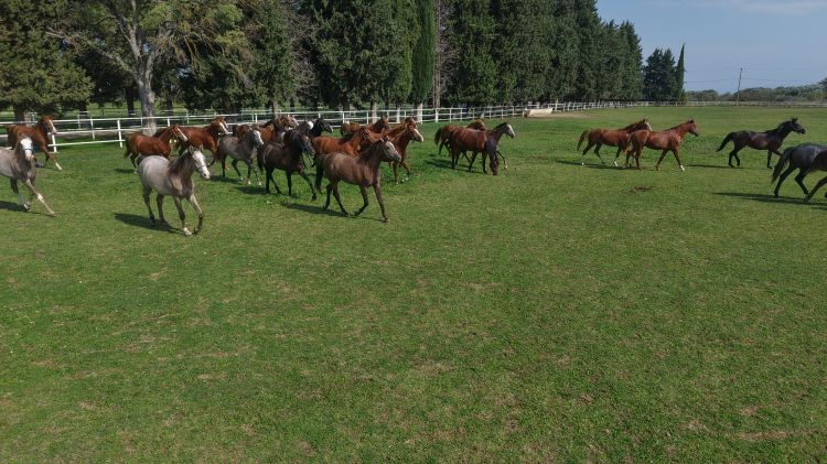 7 Asirlik Harada Milyonluk Yaris Atlari 1559336 464055 1792223981 358 X750
