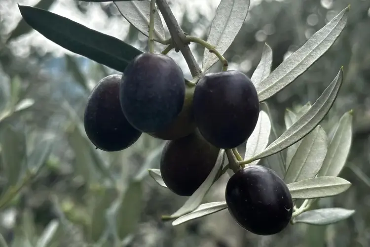 Bursa Da Bu Sezon 165 Bin Ton Sofralik 125 Bin Ton Yaglik Zeytin Bekleniyor 1792390934 951 Large