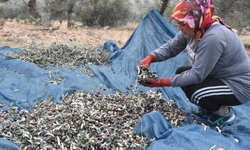 Hasat yapacak işçilerin ücretleri belli oldu