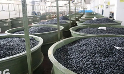 Marmarabirlik’ten zeytinci ortağa 5'inci dilim ödeme
