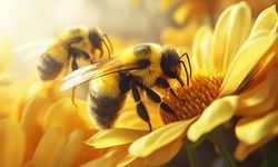 İklim değişikliği nedeniyle bombus arılarının hayatta kalma ve üreme yetisi tehlikede