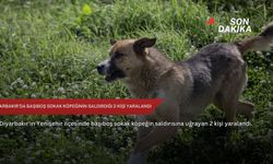 Diyarbakır'da başıboş sokak köpeğinin saldırdığı 2 kişi yaralandı