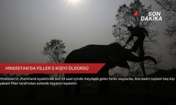 Hindistan'da filler 5 kişiyi öldürdü