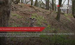 Nesli tehlikedeki kızıl geyikler İstanbul’da çoğaltılıyor