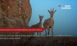 Yaban keçisi avlayan kişiye 966 bin lira ceza kesildi