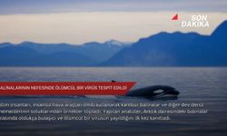 Balinalarının nefesinde ölümcül bir virüs tespit edildi