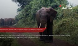 Hindistan'da fil sürüsünün saldırdığı köy sakinlerinden 4 kişi öldü