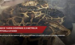 Gece yarısı üzerinde 2,5 metrelik pitonla uyandı