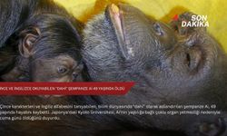 Çince ve İngilizce okuyabilen "dahi" şempanze Ai 49 yaşında öldü