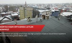 Ağrı'da kışın ortasında leylek sürprizi