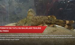 Türkiye'de tatlı su balıkları tehlike altında