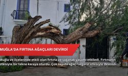 Muğla'da fırtına ağaçları devirdi