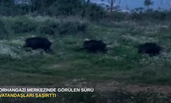 Orhangazi merkezinde görülen sürü vatandaşları şaşırttı