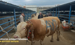 Bursa'da kurban pazarının en büyüğü satışta!