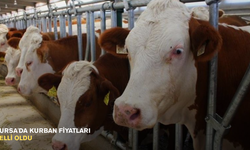 Bursa'da kurban fiyatları belli oldu