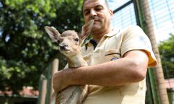 Hayvanat Bahçesinde "bebek" heyecanı