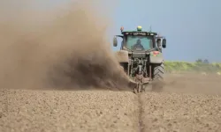 Karacabey Ovası’nda büyük hareketlilik! Çeltik mesaisi gece gündüz sürüyor