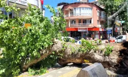 Bursa’da facianın kıyısından dönüldü! Asırlık çınar caddeye devrildi