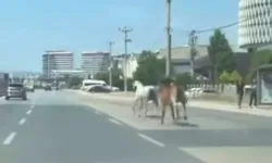 Başıboş atlar trafiği birbirine kattı!