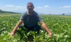 Yenişehir'de Çiftçiler Sezona Fiyatını Bilerek Başlıyor
