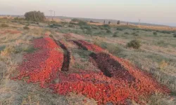 Karacabey’deki Meraya dökülen domateslerin sırrı çözüldü
