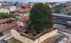 Bursa’da 300 yıllık ağacın sırrı! Zeki Müren’le bağlantısı şaşırtıyor