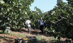 Başkan Dalgıç üreticinin dertlerini tarlada dinledi