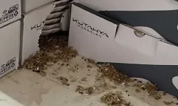 Bursa’da markette mide bulandıran görüntüler! Fareler ürünlerin arasında