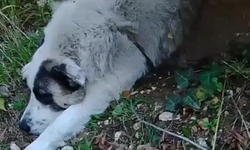 Bursa’da yabani hayvan tuzağı sokak köpeğini de vurdu
