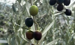 Bursa’da zeytin üreticisinin gözü hasatta! Erken hasat fiyatları açıklandı