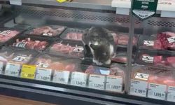 Bursa’da Migros’un et reyonunda dikkat çeken görüntü! 1.899 TL’lik kuzu pirzolayı yedi