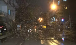 Çankaya'da şiddetli rüzgarın devirdiği ağaç yolu kapattı