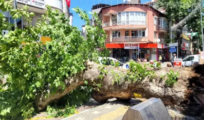 Bursa’da facianın kıyısından dönüldü! Asırlık çınar caddeye devrildi