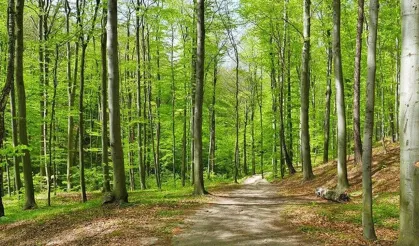 Bursa’da orman alarmı! Girişler yasaklandı, ceza kapıda