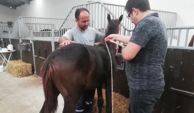 Bursa'da tayların tescili devam ediyor