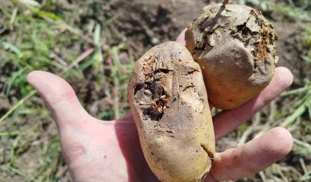 Dağ yöresinde çiftçiler hasat zamanında şoka uğradı