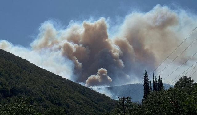 Orman yangınlarıyla mücadele sürüyor