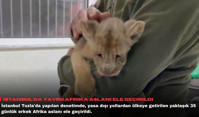 İstanbul'da yavru Afrika aslanı ele geçirildi