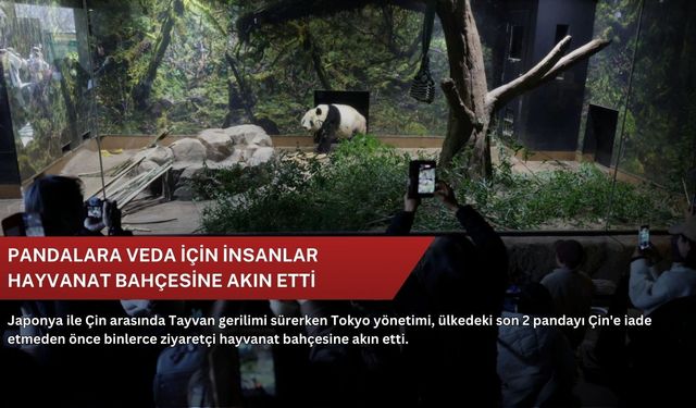 Pandalara veda için insanlar hayvanat bahçesine akın etti