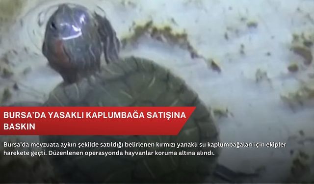 Bursa’da yasaklı kaplumbağa satışına baskın