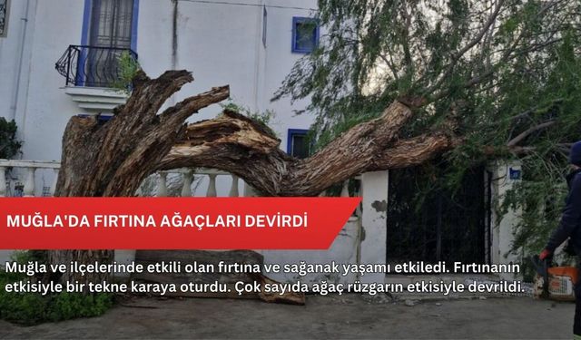 Muğla'da fırtına ağaçları devirdi
