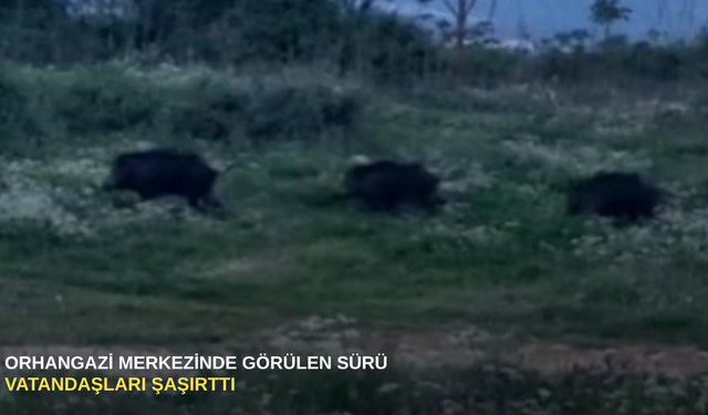 Orhangazi merkezinde görülen sürü vatandaşları şaşırttı